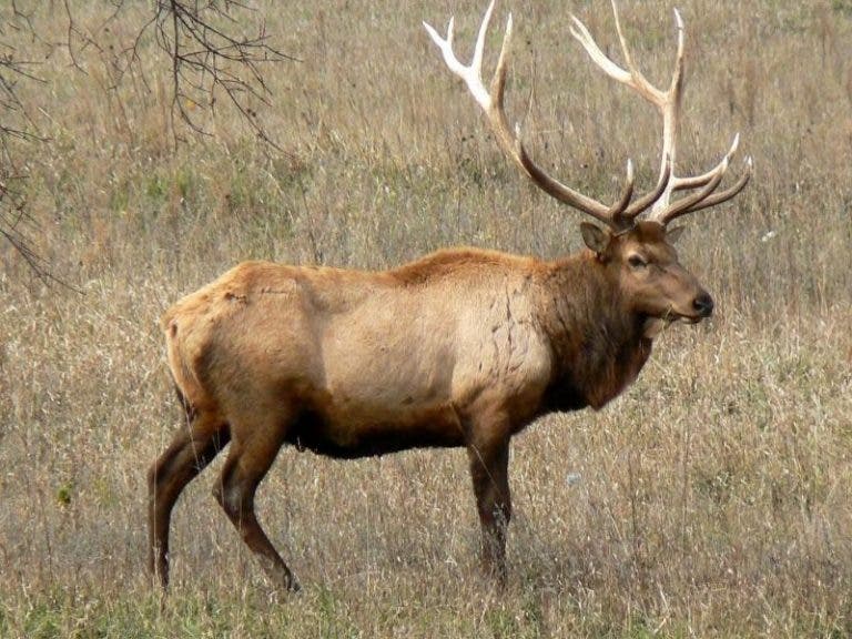 Ciervo busca su venganza y mata al cazador que le disparó una flecha