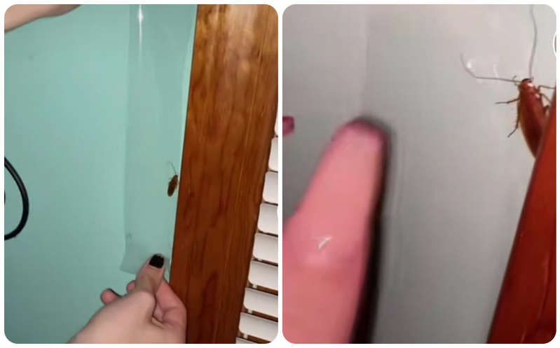 Joven atrapa cucaracha en su pared con cinta sólo para poder tocarla