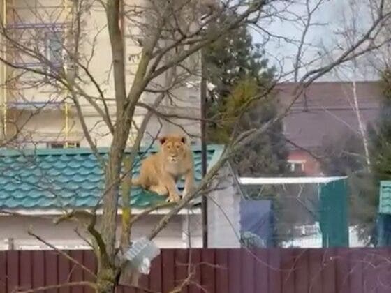 VIDEO: Descubren a un león en el techo de una casa