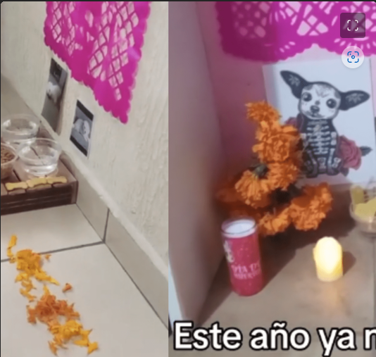 Perrito que se hizo famoso por robar pan de muerto ahora es parte del altar