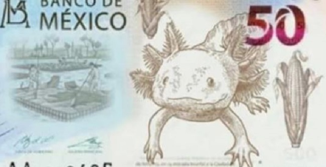 Circula en redes supuesto nuevo billete de $50 pesos que tendría un ajolote