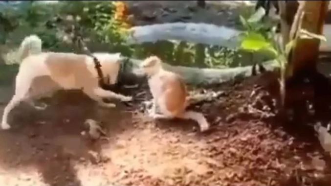 (VÍDEO) Pequeño gato se enfrentó a un perro “karateka” que le dio patada ninja