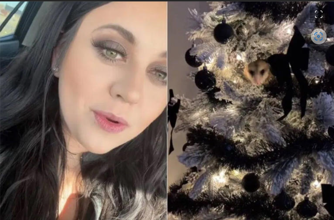 Mujer encuentra un "inquilino inesperado" en su árbol de Navidad; pide ayuda a expertos