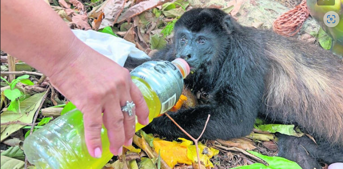 Tabasco: Mueren al menos 10 monos aulladores por intenso calor