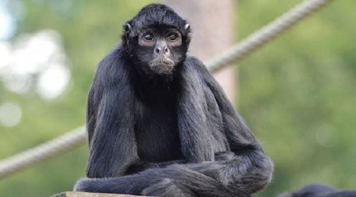 Kanasín: Hallan a un mono araña en el patio de casa de la Francisco Villa Oriente