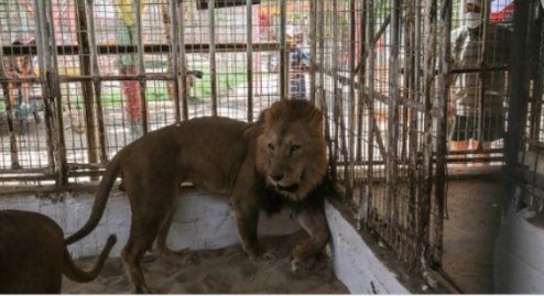 León mata a niño de 6 años en zoológico de Franja de Gaza