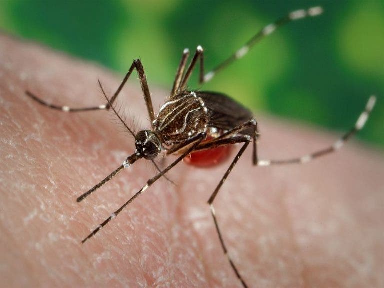 Liberarán en Florida mosquitos genéticamente modificados contra el dengue