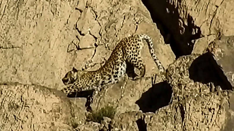 Pakistán: Captan a leopardos de Persia; rara subespecie en peligro de extinción