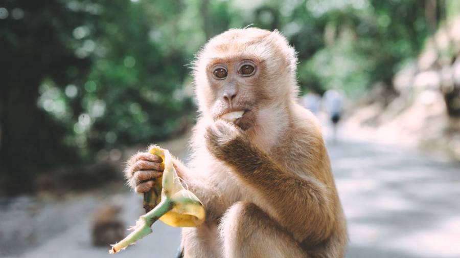 Mujer alimenta a monos del zoológico de El Paso ¡con Cheetos Fuego!