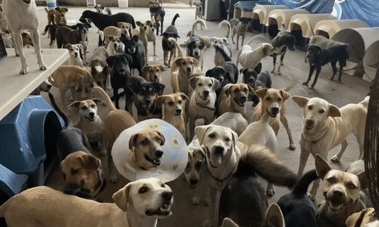 Refugio de 160 perros se queda sin comida por contingencia