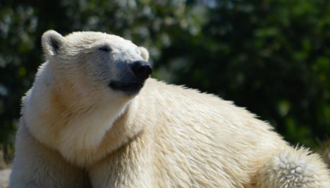 Raro oso polar aparece en Islandia y la policía lo mata a tiros