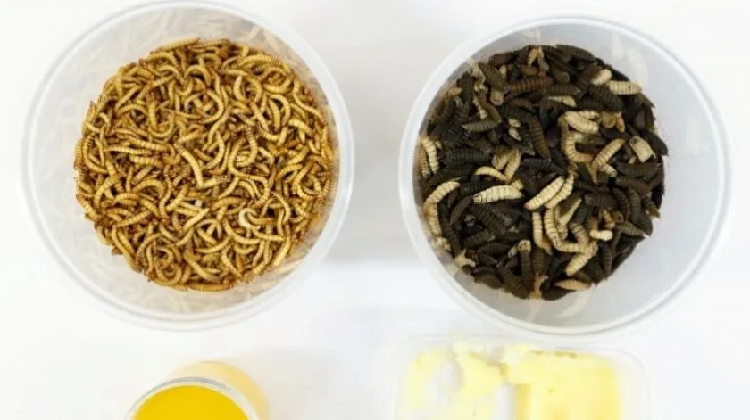 Crean mantequilla de larvas de mosca negra, no hay diferencia en sabor a la regular