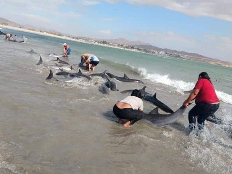 Pescadores rescatan en Sonora a 30 delfines varados a la orilla del mar