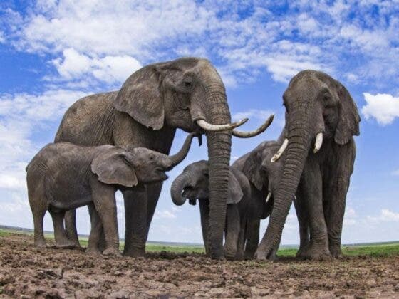 Elefantes africanos ya se encuentran en peligro de extinción