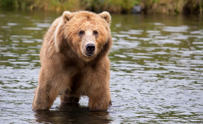 Oso salvaje hace tunel y mata a una alpaca en Zoológico de Alaska