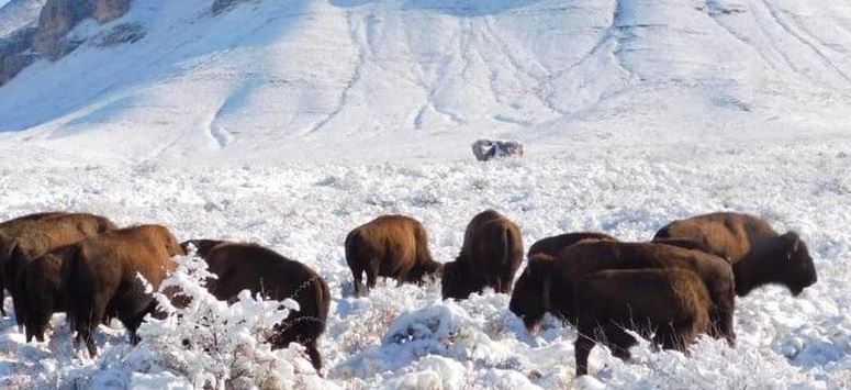 Desmienten supuesta matanza de bisontes en Coahuila
