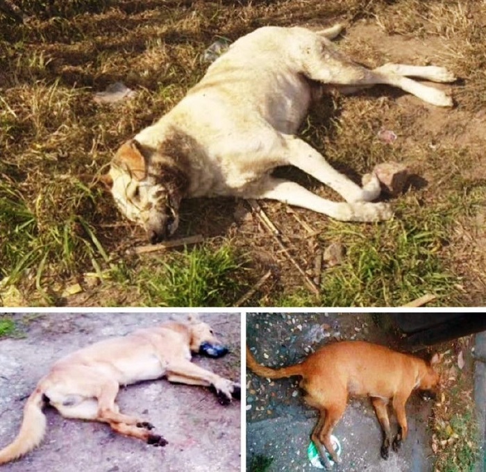 Yucatán: Ofrecen 1,000 dólares a quien identifique al autor de matanza de perros