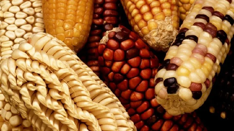 Nueva ley federal protege al maíz nativo
