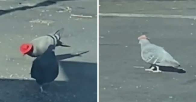 (VIDEO) Palomas son vistas con sombreros de vaquero