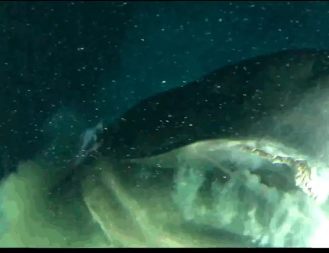 (VIDEO) Especie de tiburón que es más antigua que los dinosaurios
