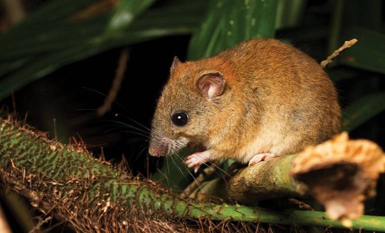Cambio climático ocasiona primera extinción de un mamífero en Australia