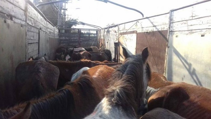 Sedena da a Birmex caballos para elaborar suero contra Covid-19