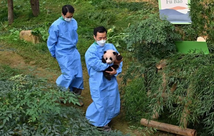 Zoológico de Corea del Sur celebra el nacimiento de las primeras pandas gemelas