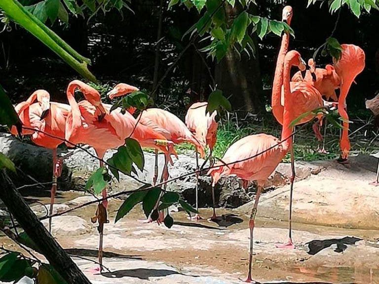 Roban tres flamencos del zoológico de Chetumal