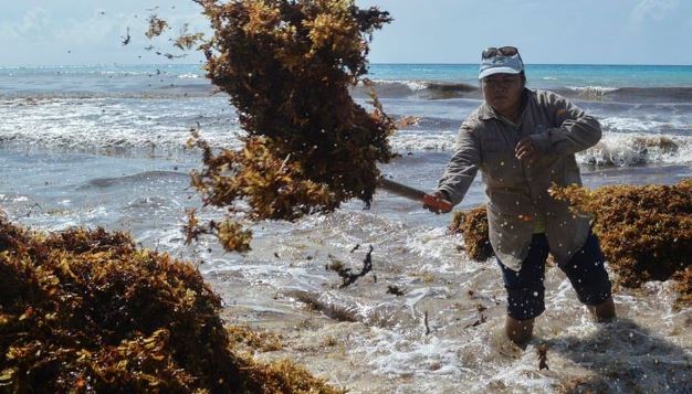 Sargazo afecta el turismo en playas de Yucatán