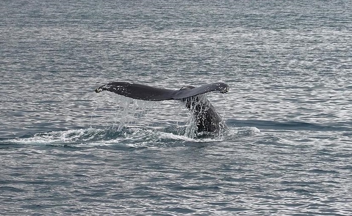 Tres lesionados tras choque entre un bote y una ballena