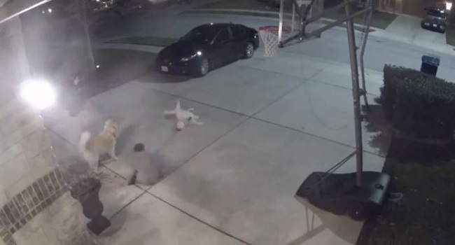 (VÍDEO) Terco perrito se tira al suelo y deja de andar cuando hay que volver a casa