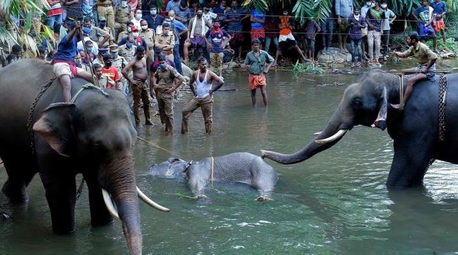 India: Elefanta preñada muere tras morder una piña con explosivos