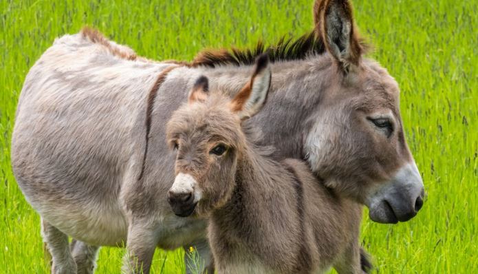 Así fue cómo los burros cambiaron el curso de la historia de la humanidad