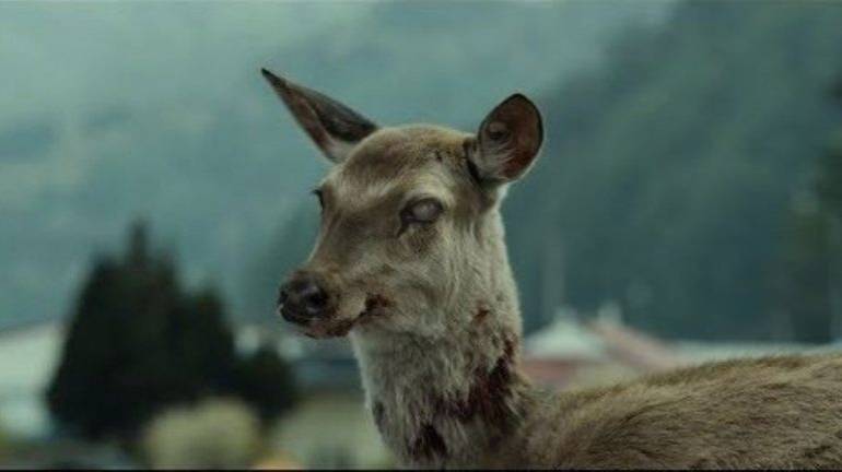 La ‘enfermedad del ciervo zombi’ podría infectar a los humanos
