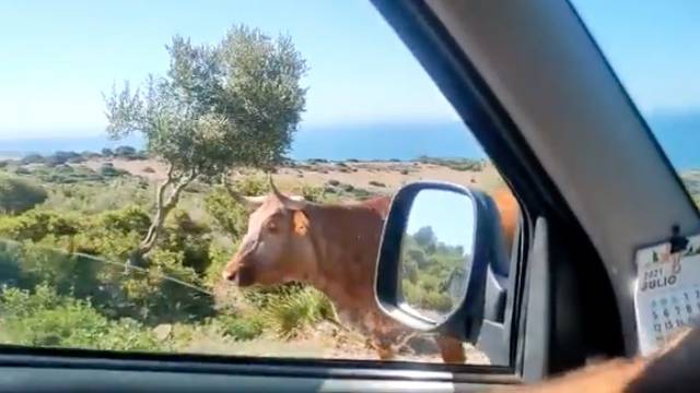 (VIDEO) Vaca se viraliza por mostrar el camino a un conductor