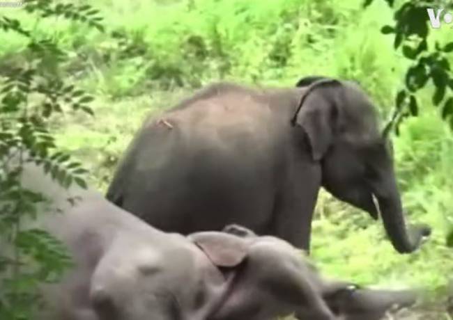 VIDEO: Cría de elefante intenta despertar a su madre muerta