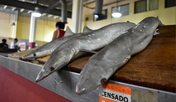 Yuctán: “En Progreso trafican cocaína usando cuerpos de tiburones”, dice la UIF