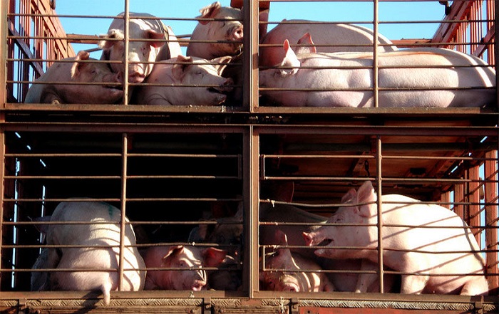 A pesar del coronavirus, seguirán exportando cerdos de Yucatán a Asía