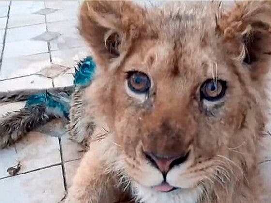 Rescatan a ‘Simba’ el león; le rompieron las patas para entretener a turistas