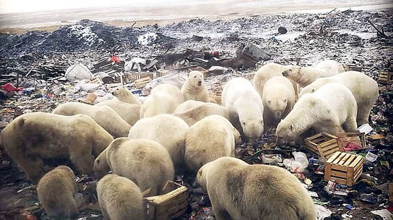 Osos polares se ven obligados a comer plástico en el Ártico