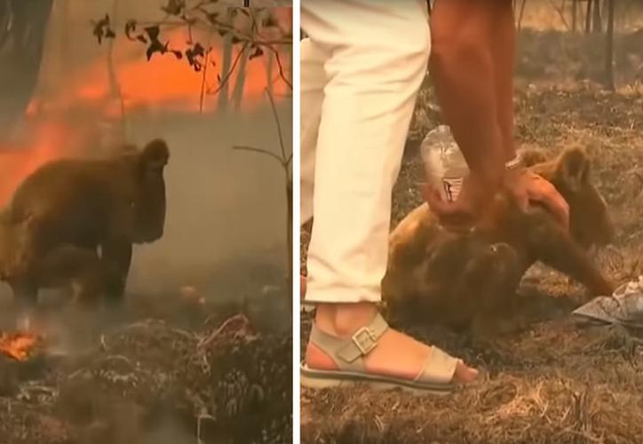 Mujer se quita la camiseta para salvar a un koala de las llamas