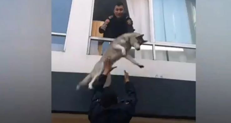 CDMX: Salvan a un Husky arrojándolo por la ventana de un departamento incendiado