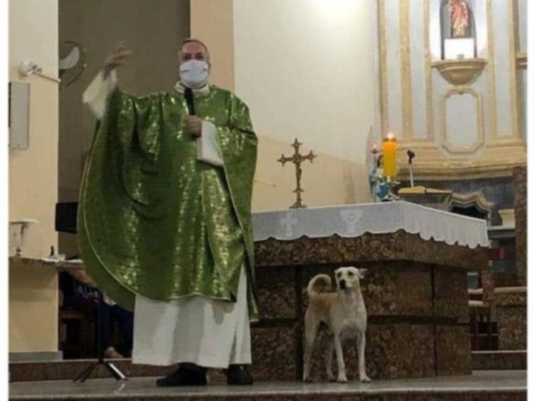 Sacerdote recoge perros y los lleva a su misa para que sean adoptados