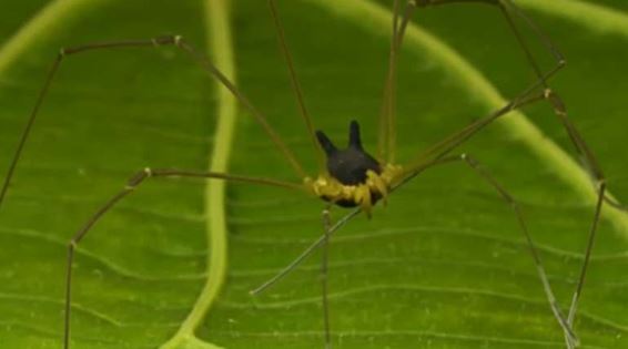 “Araña perro” el insecto que sorprende a internautas