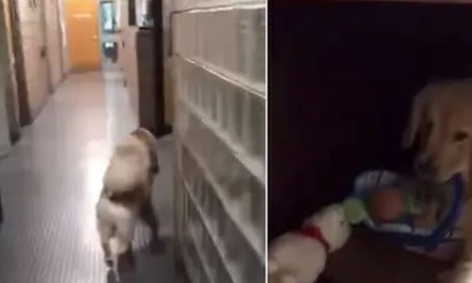 (VÍDEO) Cachan a perrito robando juguetes para Navidad