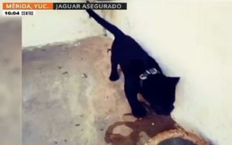 Decomisan cachorro de jaguar en el aeropuerto de Mérida