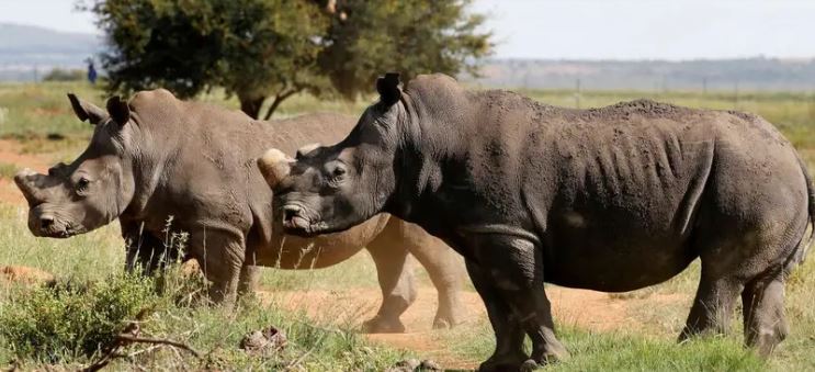 Mueren casi 500 rinocerontes por aumento de caza furtiva en Sudáfrica