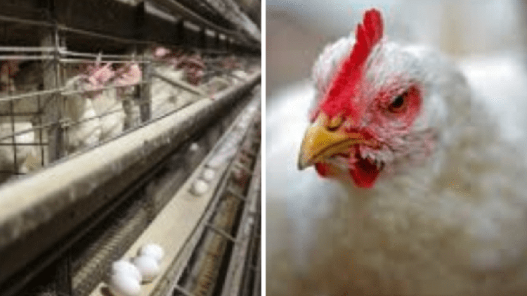La gripe aviar reaparece en República Checa y en Europa Central