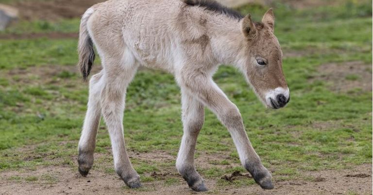 EE.UU.: Nace potro de caballo de Przewalski y abre esperanza para su especie