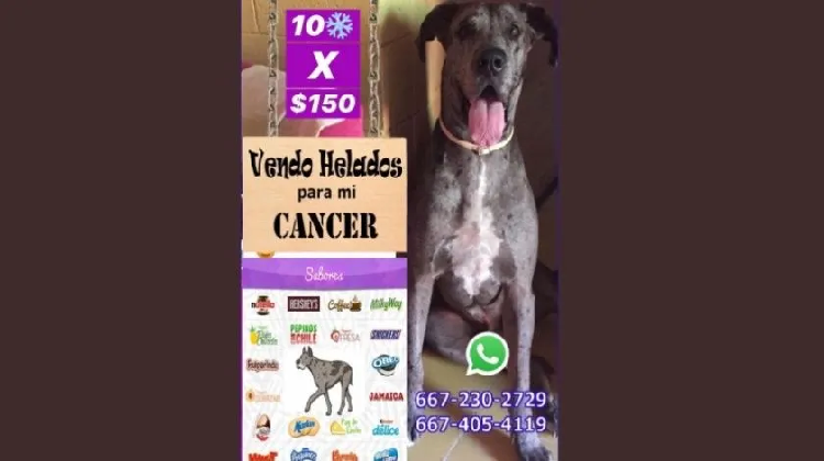 Perro con cáncer conmueve al 'vender' helados para pagar su tratamiento